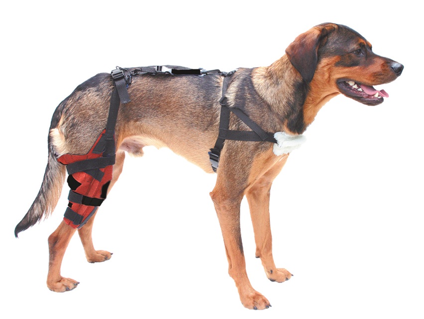 A Dynamic Brace For Dogs